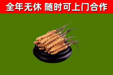 斗门烟酒回收冬虫夏草.jpg