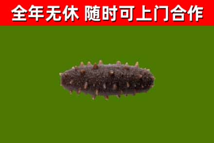 斗门烟酒回收干海参.jpg